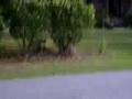 Tre' And Blake : Invisbile Rope