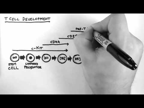 how to get more t cells