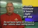 Why would rabbits stop breeding? Why would rabbits stop breeding?
