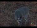 Whitetail Deer - Bowhunt I know I hit him!