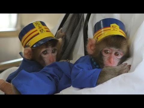 Monos bebes son jefes de una estación de tren de Japón