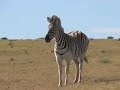 Game Park Animals in South Africa 2