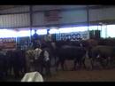 PEPPY SAN CATTIN FOR SALE $17,500