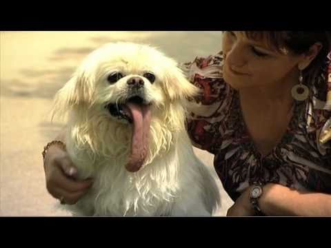 Conoce al perro que tiene la lengua más larga del mundo