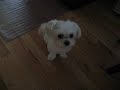 Quick Video Of Stitchie Quick Video Of Stitchie