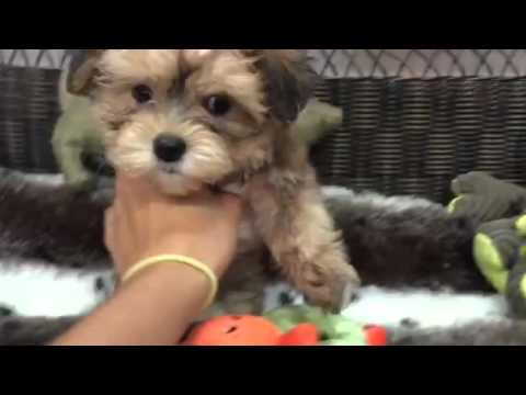 Cute-As-A-Button Female Morkie!