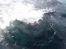 Close Encounter with 2 Playful Humpbacks