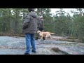 I söndags lånade vi ut hundarna till Vänersborgs brukshundklubb. De behövde hundar till en mh-figurantutbildning