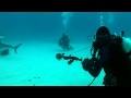 Tiger Shark Scares Scuba Diver