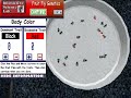Fruit Fly Genetics Experiment Fruit Fly Genetics Experiment
