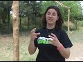 Wanda (Argentina Translator) testimony