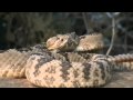 Great Basin Rattlesnake - Largest Snakes - 5014 Hits
