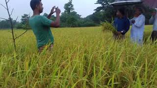 বেগমগঞ্জ উপজেলাধীন ভবানীজবিনপুর ব্লকে আউশ ফসলের মাঠ