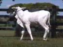 2� VIRTUAL ESSENCIA DO NELORE - LOTE 29