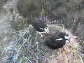 DPOF March 24 Osprey LI NY Is it Dennis?