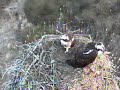 DPOF March 24 Osprey LI NY Is it Dennis?