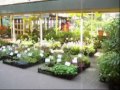 Paseo por el Mercado flotante de flores Amsterdam