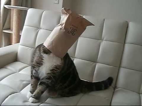 strangest - Oh so strange..... With lovely music by Hundred Little Reasons. For more Maru vids go to Mugumogu's channel. Go to www.hundredlittlereasons.com for more ukul...