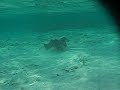 Maldives Underwater Ray 1
