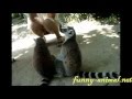 Ring-tailed lemurs ask for food from a girl 