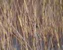 (Reed Bunting) Emberiza schoeniclus (Reed Bunting) Emberiza schoeniclus