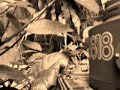 HL TIger 1 Edit2.wmv