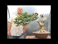 Styling of an Old Yamadori Buxus by Graham Potter
