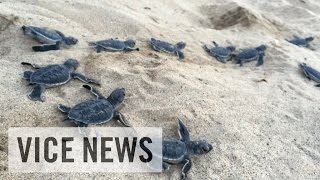 ドラッグ ウミガメ 人殺し(1)コスタリカでは環境保護と密猟が共存していた…