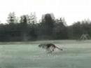 Schutzhund Protection Schutzhund Protection