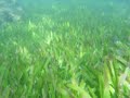Seagrass meadow