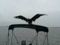 videos de Frigate Bird Released