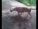 cachorra bebada