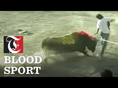 Peru running of the bulls ends in gore, injuries

