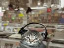 Cats on music - ypokoultoura.gr promo video Cats on music - ypokoultoura.gr promo video