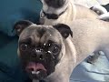 Buster - Ranch