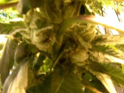 how to grow purple kush