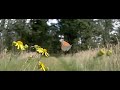Kleine vuurvlinder (Small Copper) vliegt weg