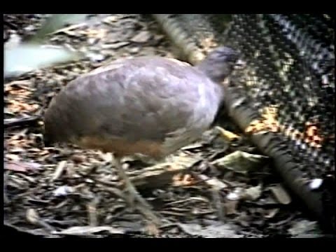 Sound Undulated Tinamou, Crypturellus undulatus Zoo São Paulo,