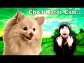Flawless Filmers - Choa Hates Cats