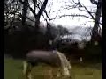 my welsh cob filly going mad in the padock my welsh cob filly going mad in the padock