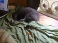 videos de Cat Mania