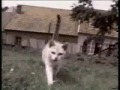 funny crazy cats   long version  