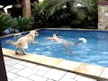 Labrador Chopp dando um jump!