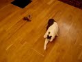 CAT STRAWS