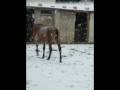videos de montage photo neige