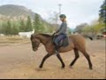 *Sandman's Level One Practice test, Curly Horse Stallion