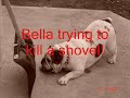 My good dog, Bella My good dog, Bella