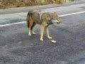 Coyote eats a sandwich