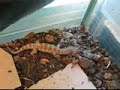 Varanus Spenceri, Spencers Monitor feeding Varanus Spenceri, Spencers Monitor feeding