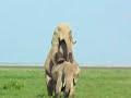 From Kenya with Love